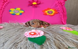 Miniature Dachshund dogs for sale: 3 MINIATURE DUSCHUND PUPPIES  - Image 5