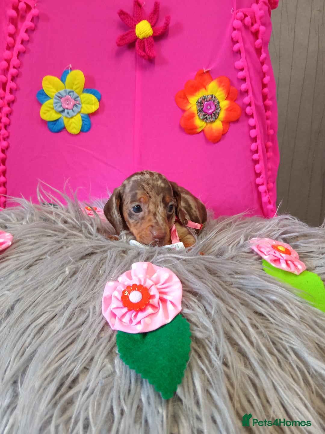 Miniature Dachshund dogs for sale: 3 MINIATURE DUSCHUND PUPPIES  - Image 5