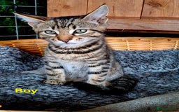 Mixed Breed cats for sale: Maine Coon X Kittens  in Coventry - Image 4