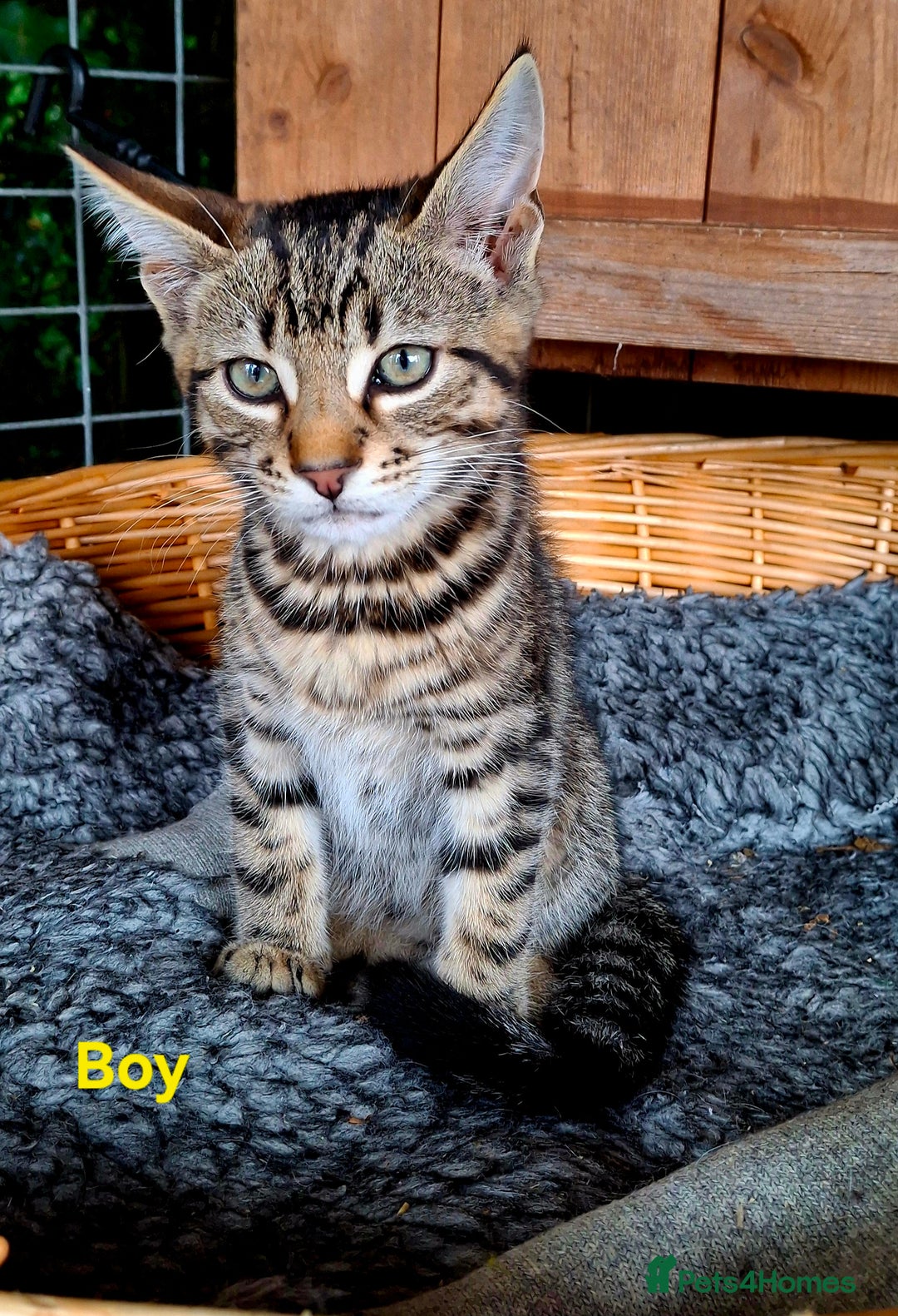 Mixed Breed cats for sale: Maine Coon X Kittens  in Coventry - Image 4