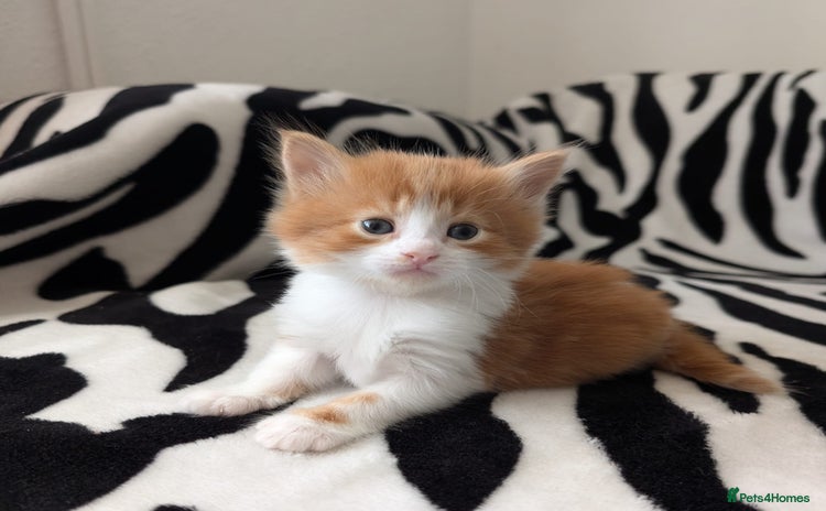 Mixed Breed cats - Advert 7
