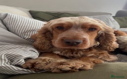 Cocker Spaniel dogs for sale: Adult KC Reg Girl  - Image 4