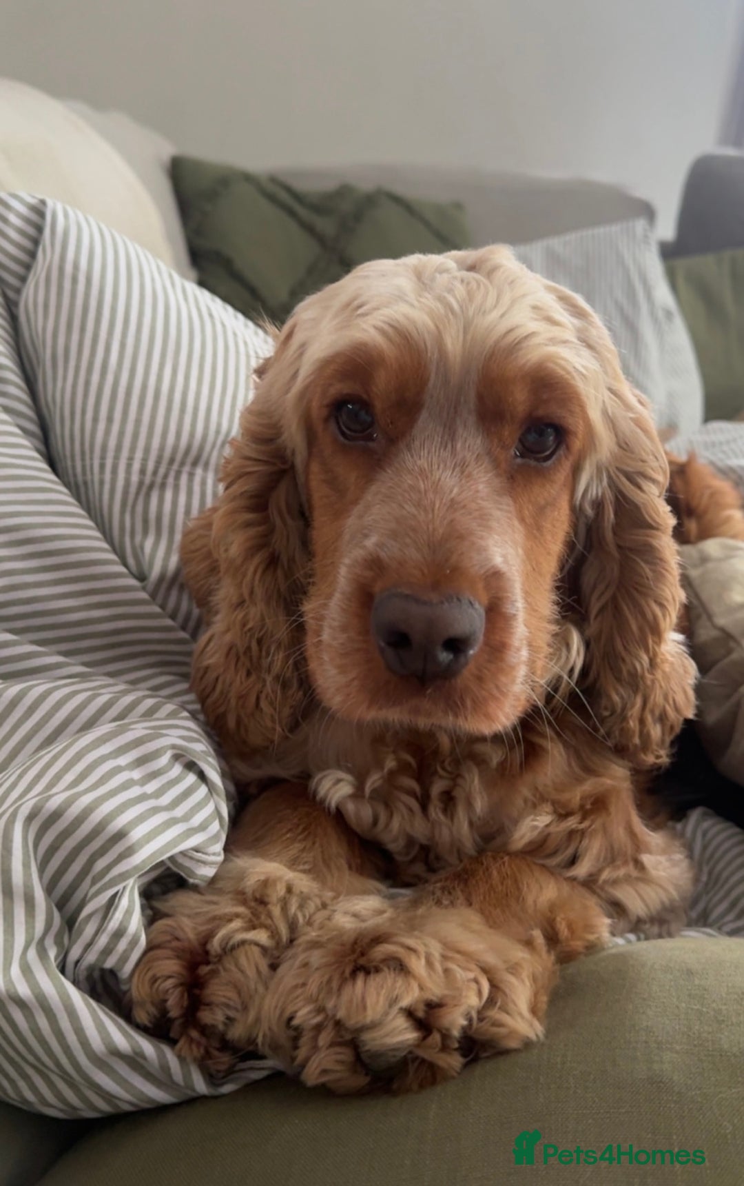 Cocker Spaniel dogs for sale: Adult KC Reg Girl  - Image 4
