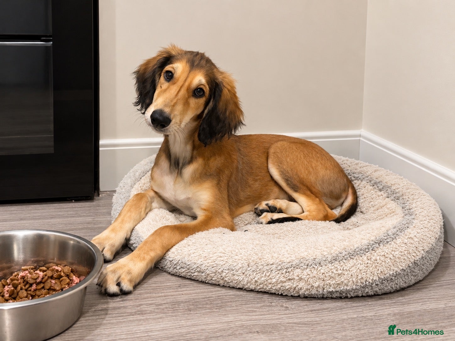 Saluki dogs Male  Saluki puppy 10 weeks old  - Advert 5