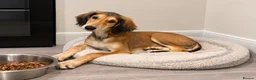 Saluki dogs for sale: Male  Saluki puppy 10 weeks old  - Advert 1