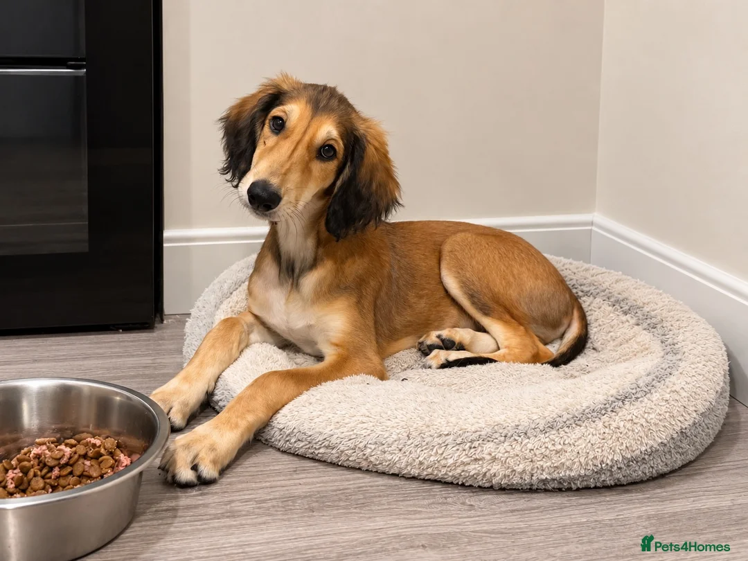 Saluki dogs for sale: Male  Saluki puppy 10 weeks old  - Advert 1
