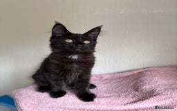 Maine Coon cats for sale: Pedigree GCCF Russian Import line Maine Coons - Image 26