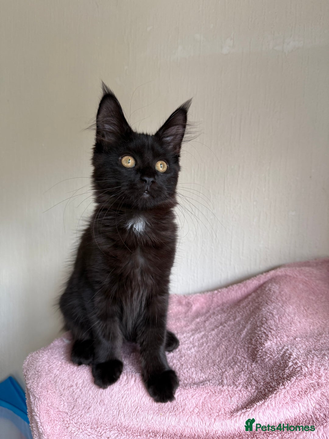 Maine Coon cats for sale: Pedigree GCCF Russian Import line Maine Coons - Image 26