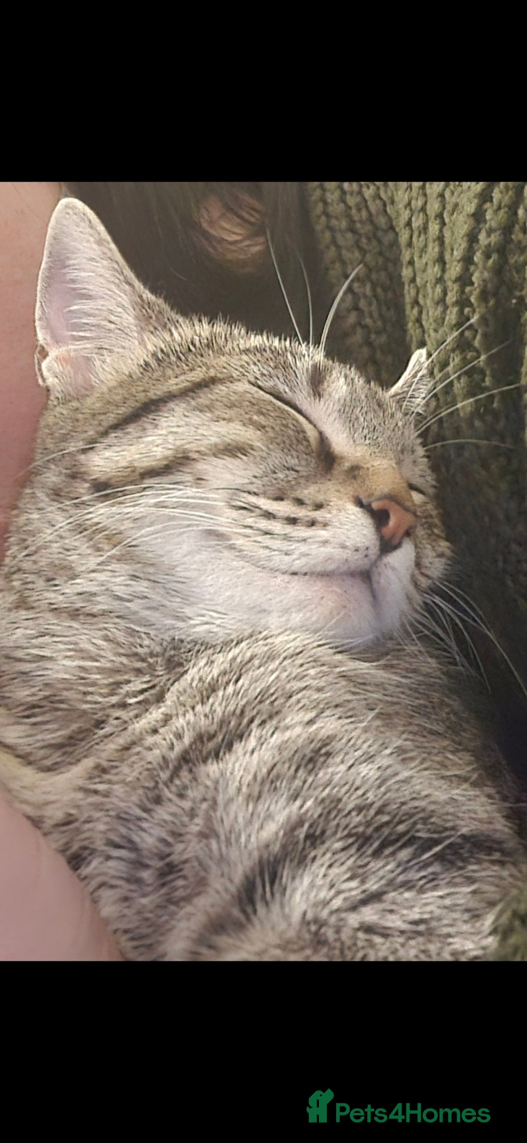 Mixed Breed cats Bengal x kittens  - Advert 14