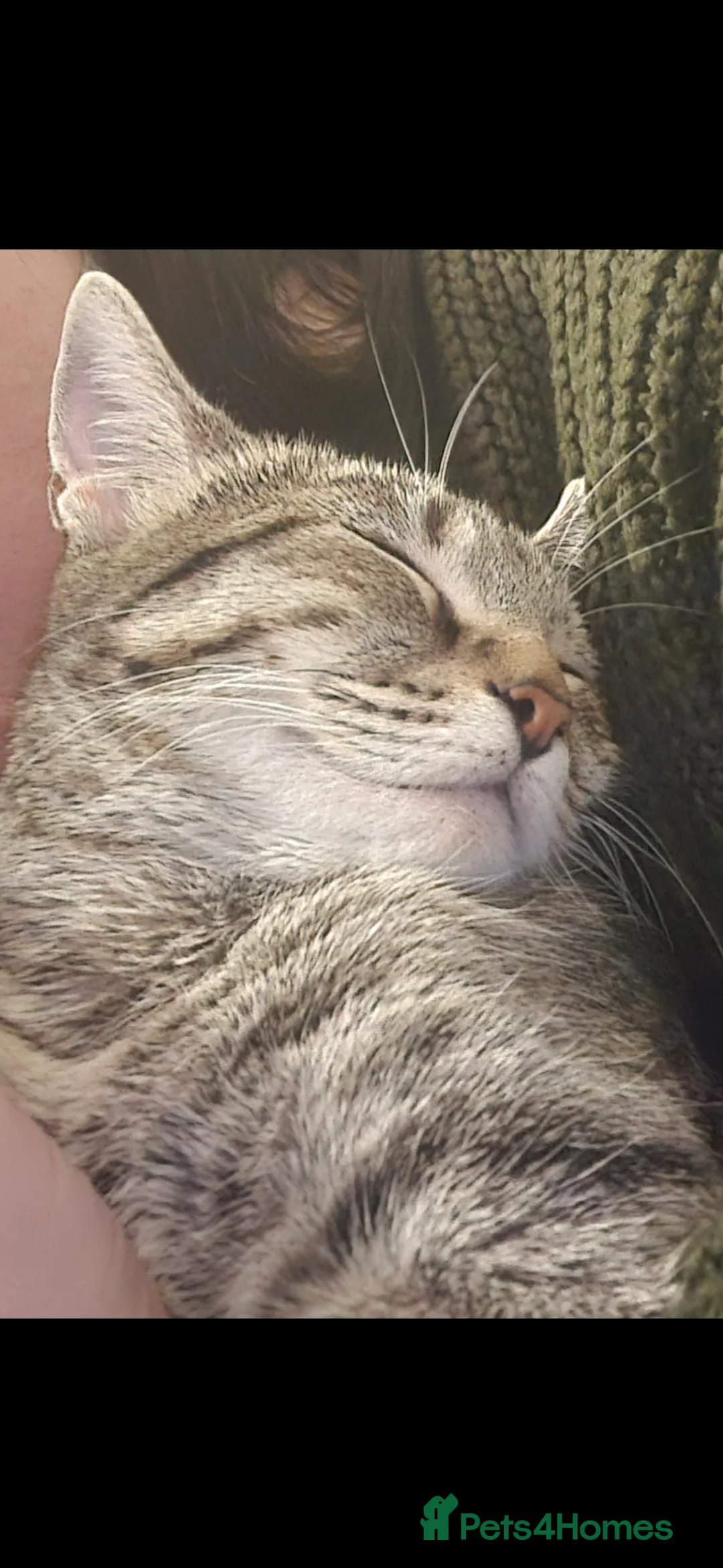 Mixed Breed cats for sale: Bengal x kittens  - Advert 1