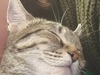 Mixed Breed cats Bengal x kittens - Advert 14