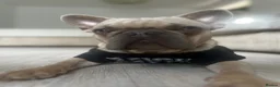 French Bulldog dogs for stud: Caesar  - Advert 5