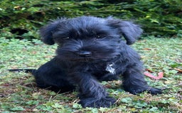 Miniature Schnauzer dogs for sale: Beautiful KC registered Minature Schnauzer puppies - Image 12