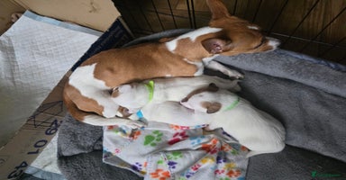 Jack Russell dogs - Advert 1