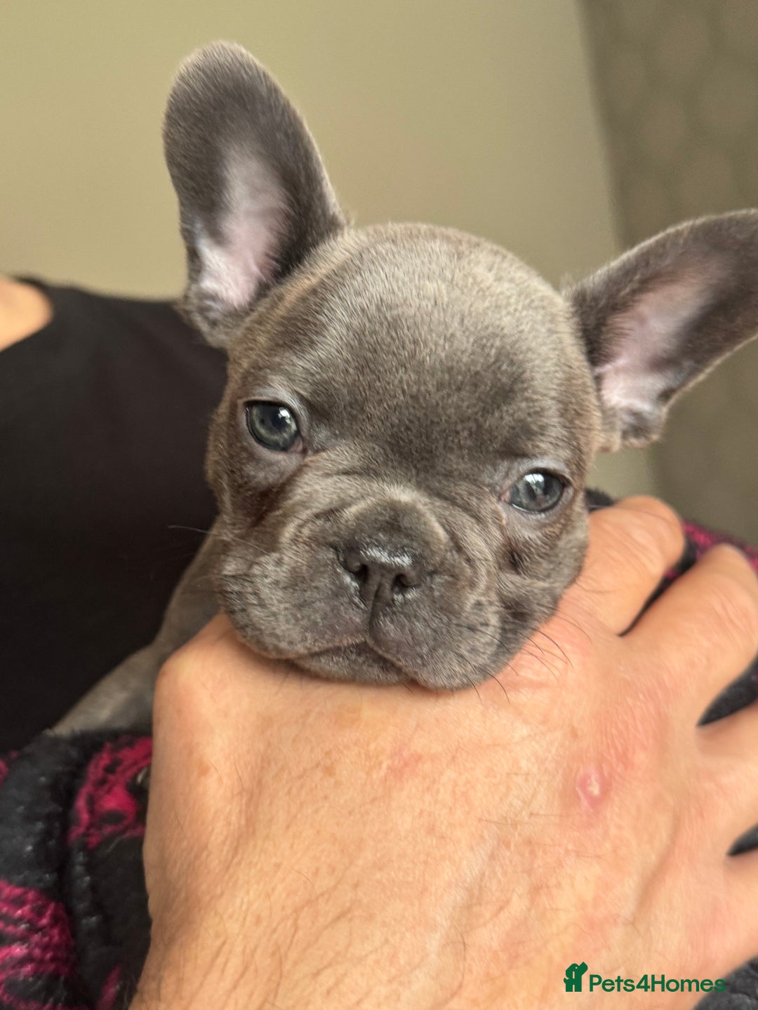 French Bulldog dogs for sale: Radka Weeden - Advert 5