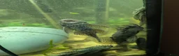 Plecos fish for sale: Male and female plecs  - Advert 6