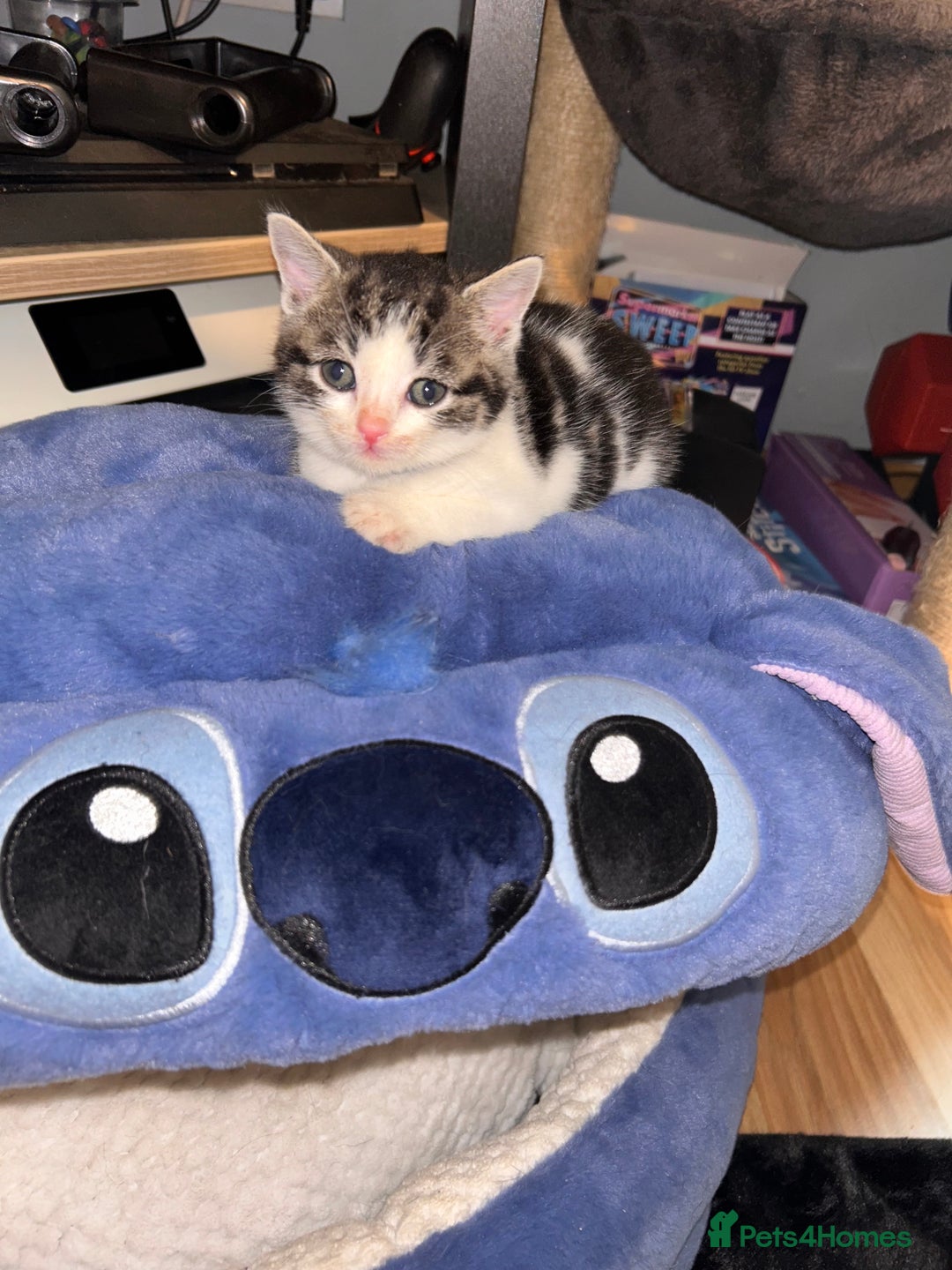 American Shorthair cats for sale: American shorthair x Turkish van kittens  - Image 23