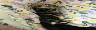 Domestic Shorthair 2