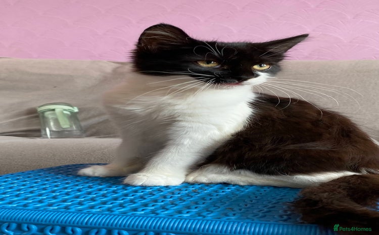 British Longhair cats - Advert 5