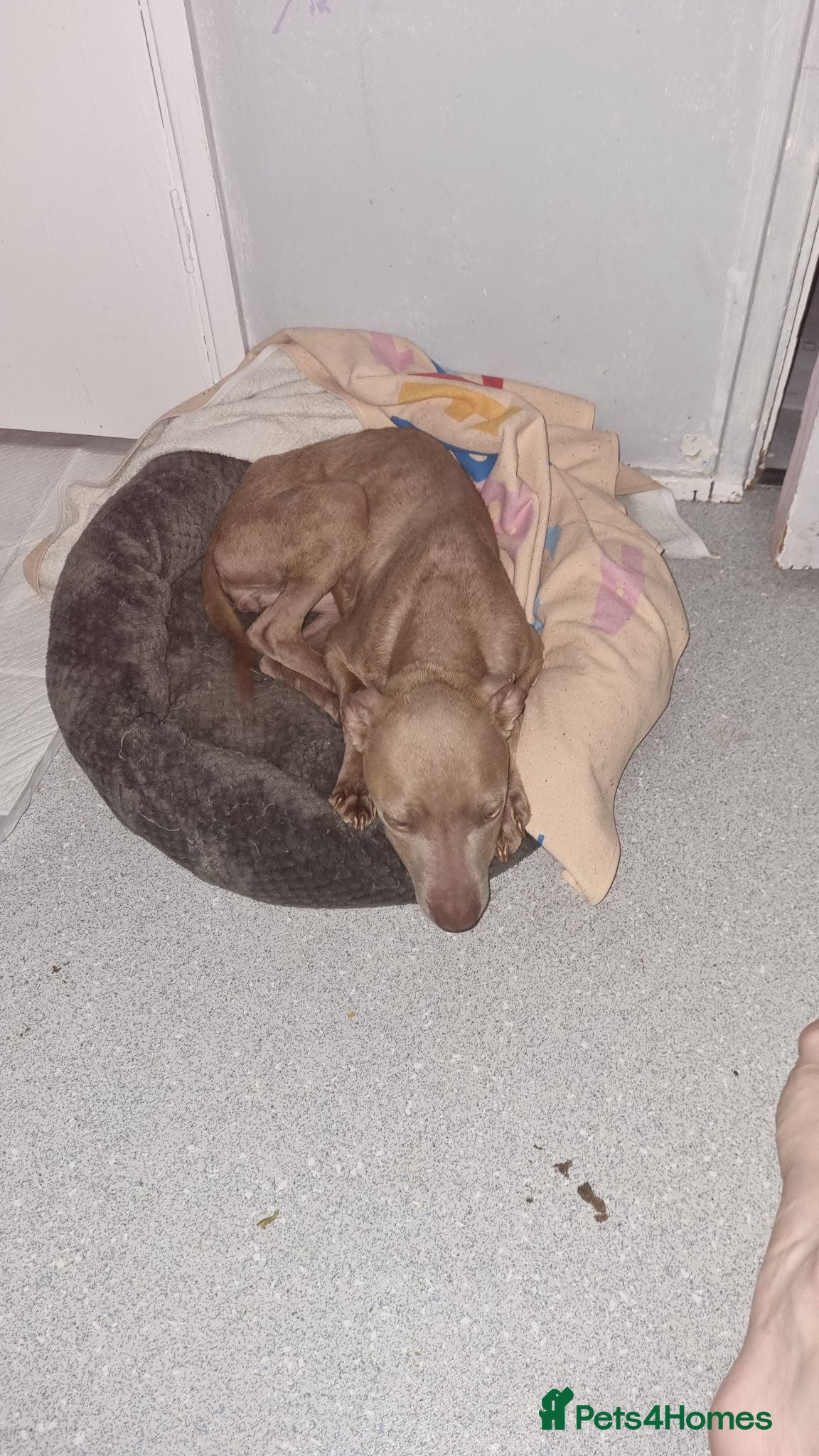 Staffordshire Bull Terrier dogs Female Staff FREE - Advert 14