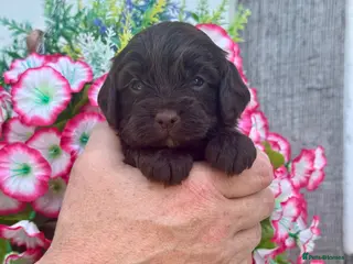Cockapoo dogs 4 gorgeous dark chocolate f1 Cockerpoo puppies - Advert 5