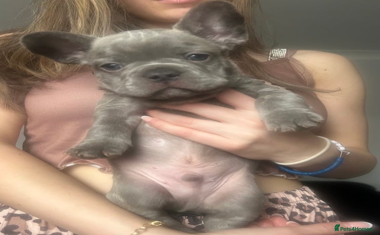 French Bulldog dogs - Advert 15