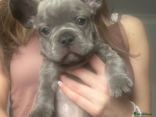 French Bulldog dogs - Advert 3