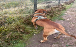 Bullmastiff dogs for sale: Bullmastiff Male for adoption - Advert 5