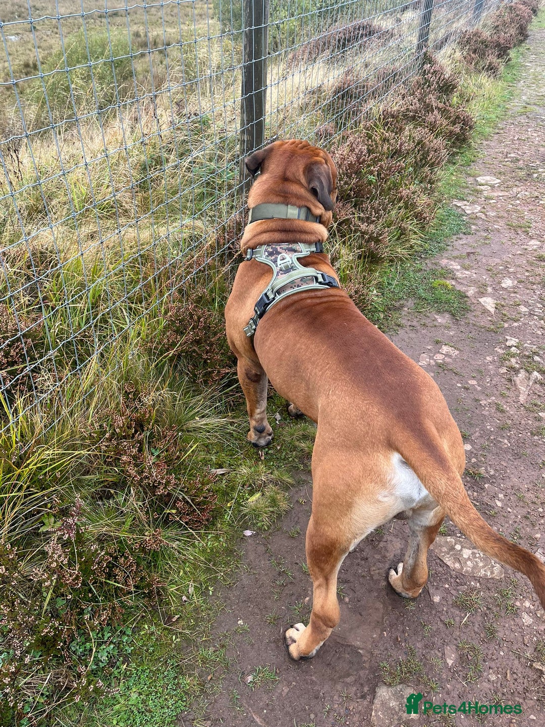 Bullmastiff dogs for sale: Bullmastiff Male for adoption - Advert 5