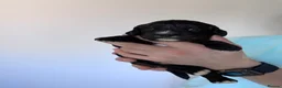 Cockapoo dogs for sale: Superb F1 Cockapoos in Aberdeen - Advert 4