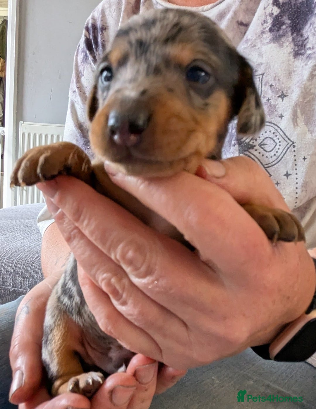 Mixed Breed dogs for sale: 6 stunning jackshund puppies ready to leave now - Image 17