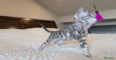 Bengal cats in Barnoldswick - Advert 2