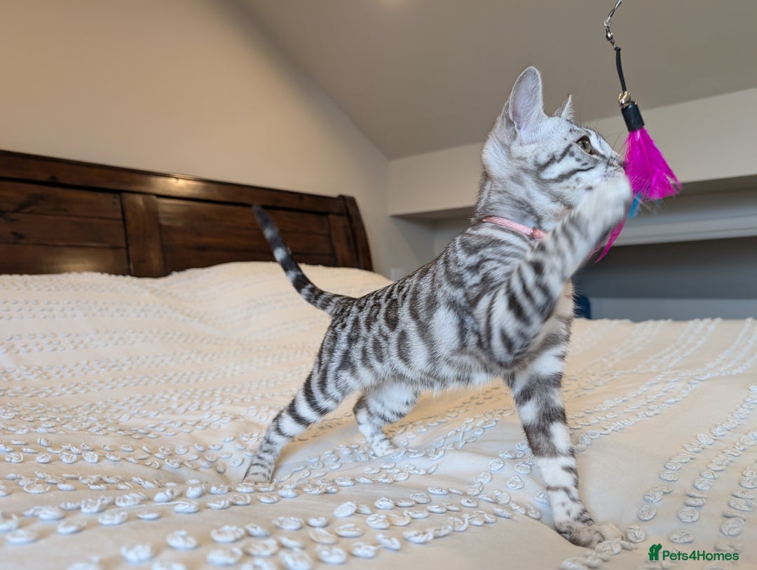 Bengal cats for sale: 🤍🖤🩶 Bengal Kittens 🩶🖤🤍 in Barnoldswick - Image 24