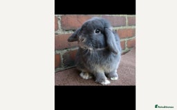 Mini Lop rabbits for sale: Grey mini lop rabbit  - Image 1