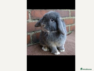 Mini Lop rabbits - Advert 30