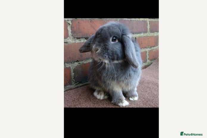 Mini Lop rabbits - Advert 1