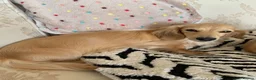 Miniature Dachshund dogs for sale: Cream Minature Dachshund adult female longhaired - Advert 2