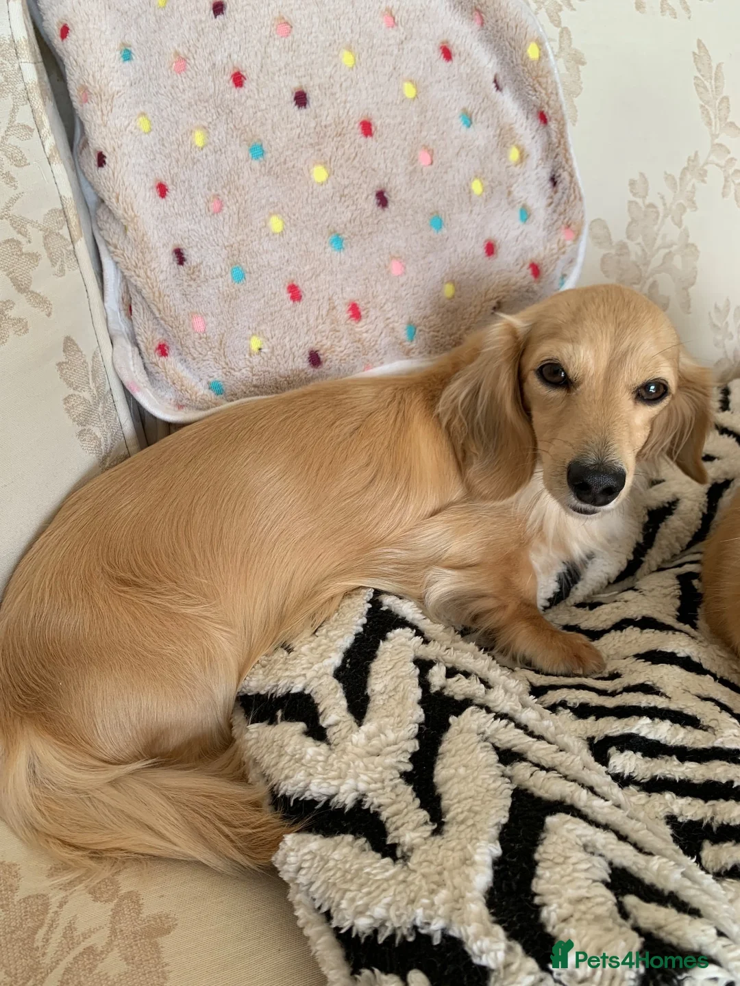 Miniature Dachshund dogs for sale: Cream Minature Dachshund adult female longhaired - Advert 2