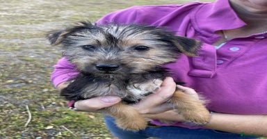 Mixed Breed dogs - Advert 4
