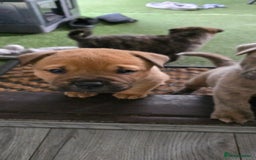 Mixed Breed dogs for sale: Chaffy puppies Chow x Staffy - Advert 14