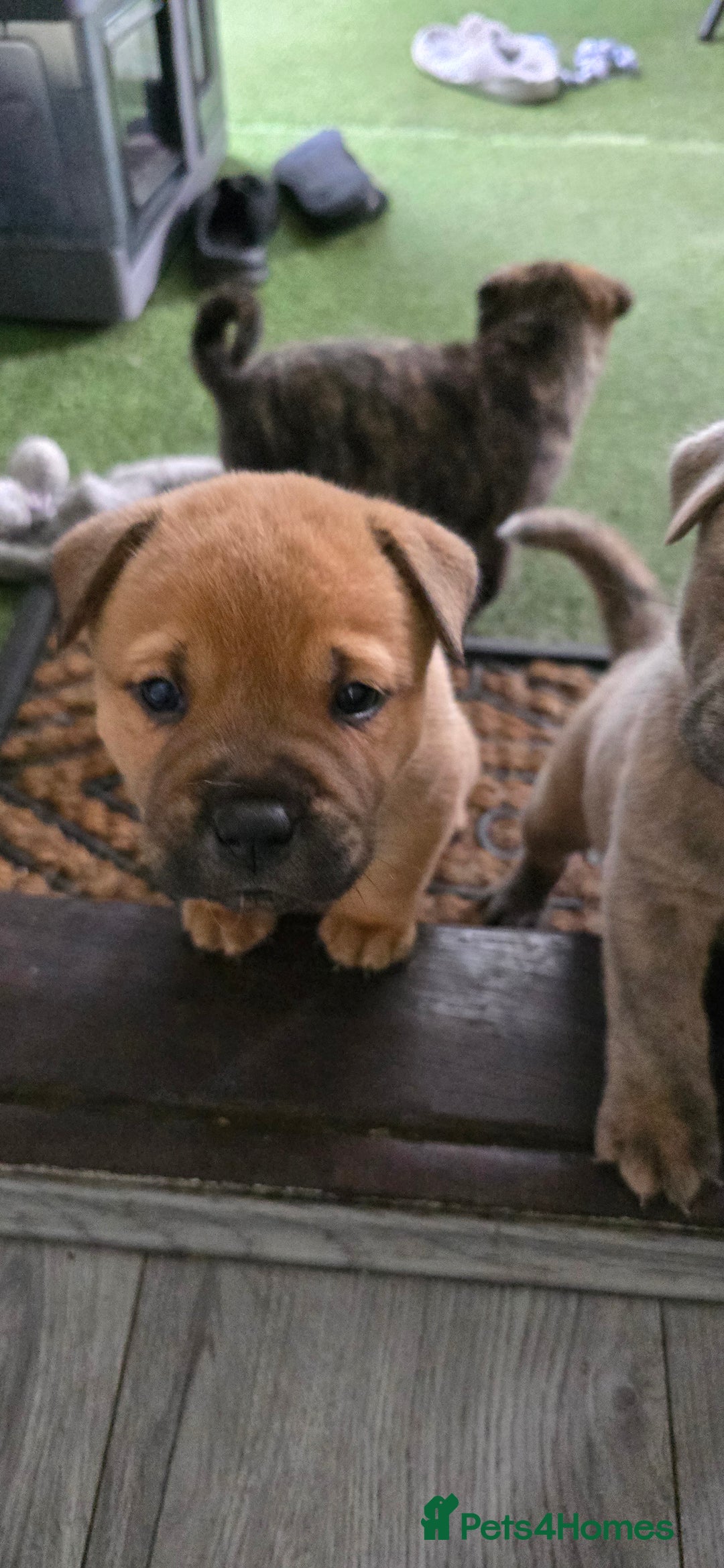 Mixed Breed dogs for sale: Chaffy puppies Chow x Staffy - Advert 14