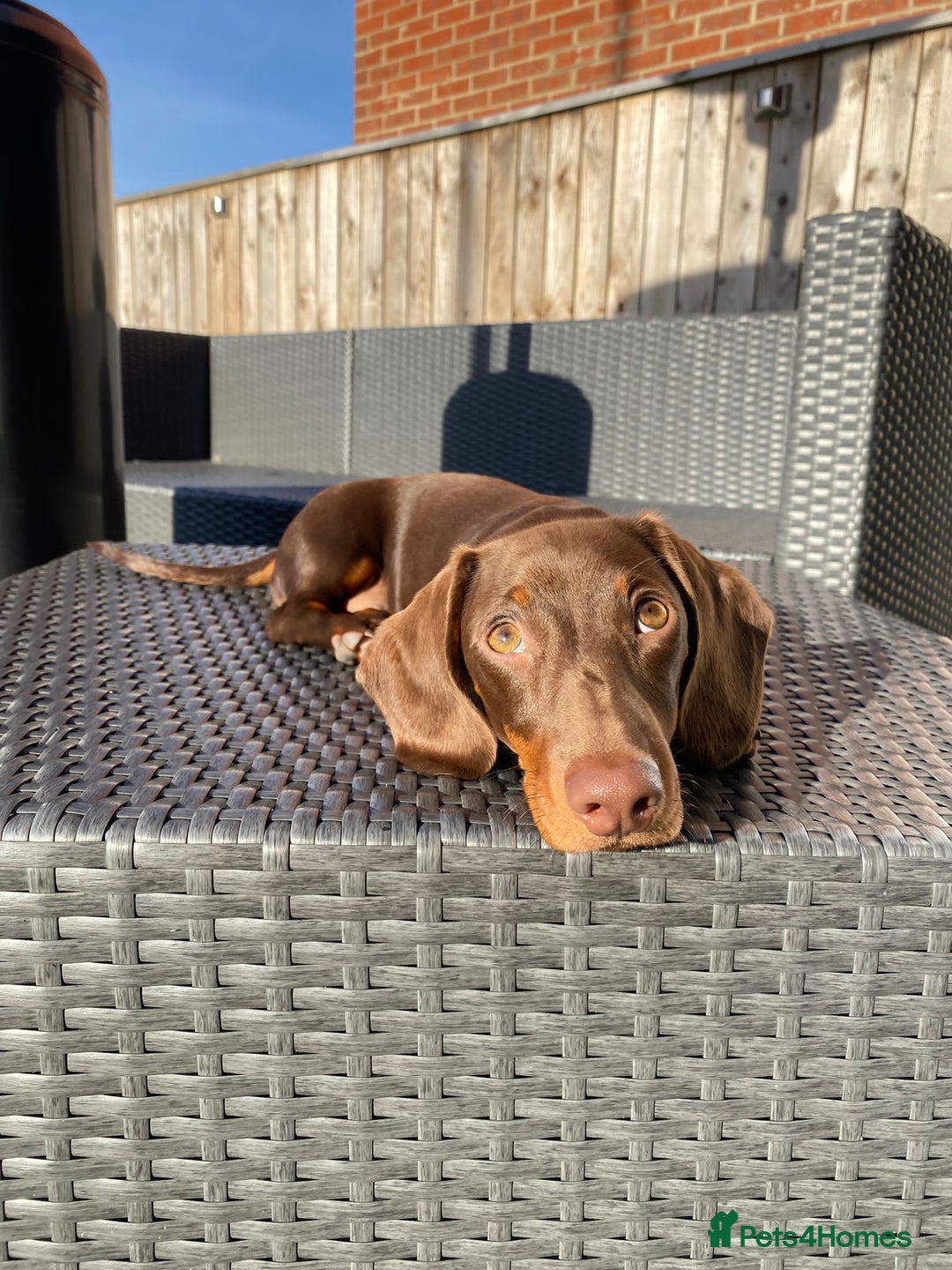 Miniature Dachshund dogs for stud: Proven Stud Chocolate & Tan Miniature Dachshund in Durham - Advert 9