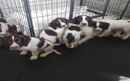 Sprocker dogs for sale: 5 sprocker boy pups - Image 8