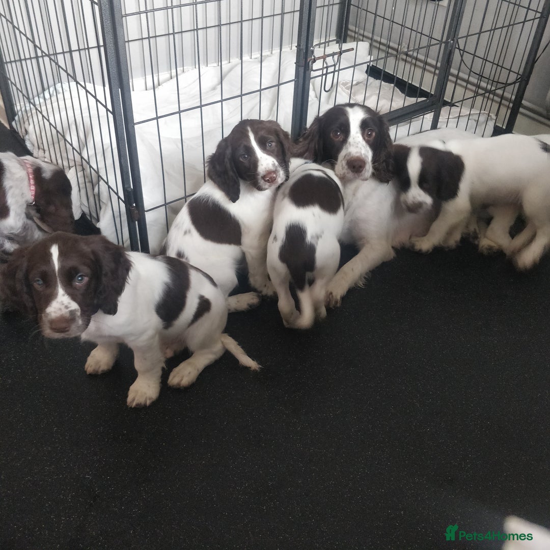 Sprocker dogs for sale: 5 sprocker boy pups - Image 8