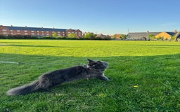 Maine Coon cats for stud: Mr Jasper - Image 10