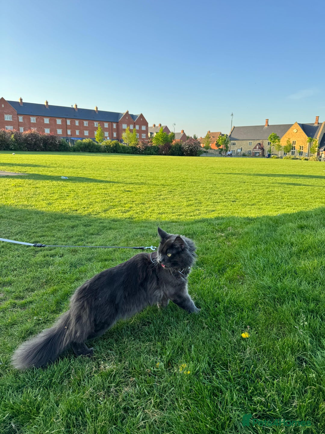 Maine Coon cats for stud: Mr Jasper - Image 10