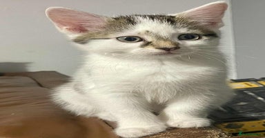 Domestic Shorthair cats - Advert 14