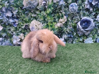 Mini Lop rabbits Beautiful Mini lop babies ready 4th Jan - Advert 9