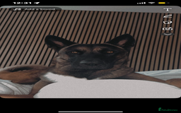 Belgian Shepherd Dog dogs for stud: Belgian malinois x American Akita STUD - Image 5