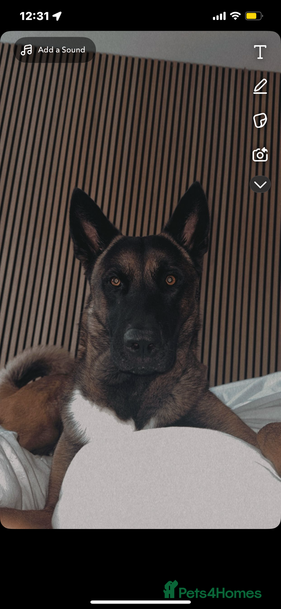 Belgian Shepherd Dog dogs for stud: Belgian malinois x American Akita STUD - Image 5